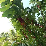 Laquartasola Roverchiara