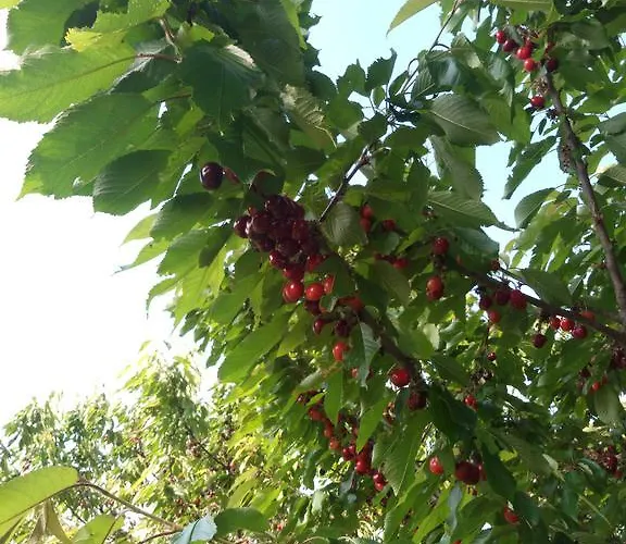 Laquartasola Roverchiara